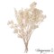 Uniquewise Preserved Real Floral Stems Chic Vase Fillers & Accents for Bouquets Centerpieces & Ornamental Displays Ideal for Home Office Boutique Cafe Resto Bar and Event Decor